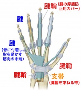 手の構造