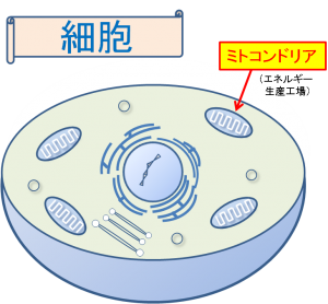 細胞